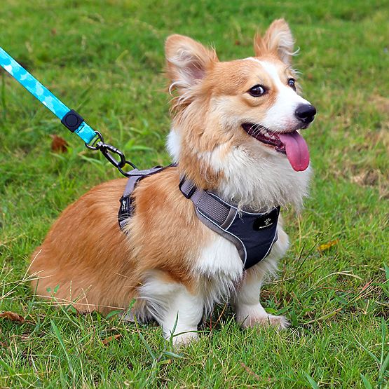 ASTRO Blue Dog Training Harness Size M