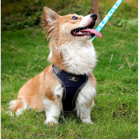 ASTRO Blue Dog Training Harness Size S