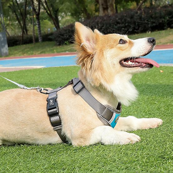 ASTRO Dog Training Harness Blue Size M