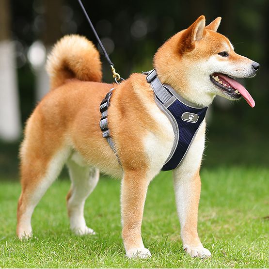 ASTRO Dog Training Harness Navy Blue Size XL