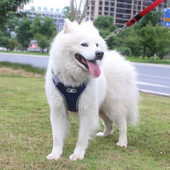 ASTRO Dog Training Harness Navy Blue Size XL