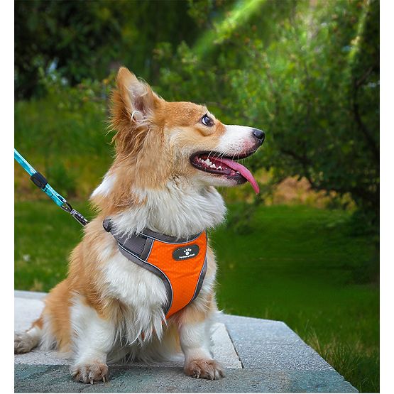 ASTRO Dog Training Harness Orange Size S