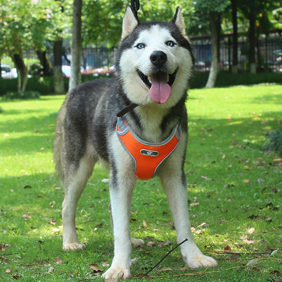 ASTRO Orange Dog Training Walking Harness Size XL