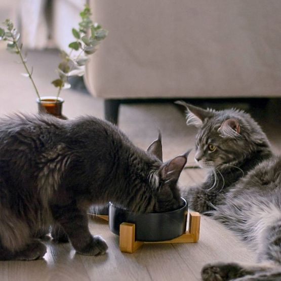 BLACK PET FOOD AND WATER BOWL 331579