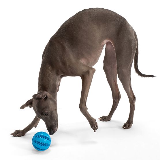 Chew Ball for Dogs Blue PJ-039