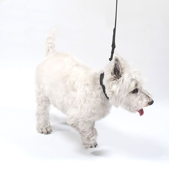 Dog Leash and Collar PJ-067 Black S