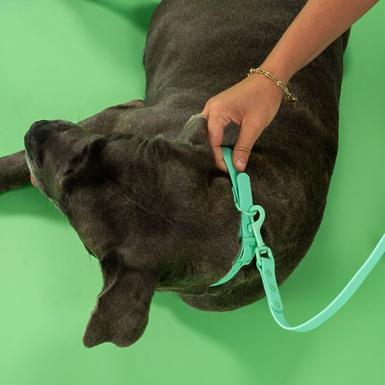 Dog Leash and Collar PJ-069 Green S