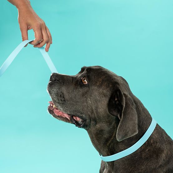 Dog Leash and Collar PJ-070 Blue S