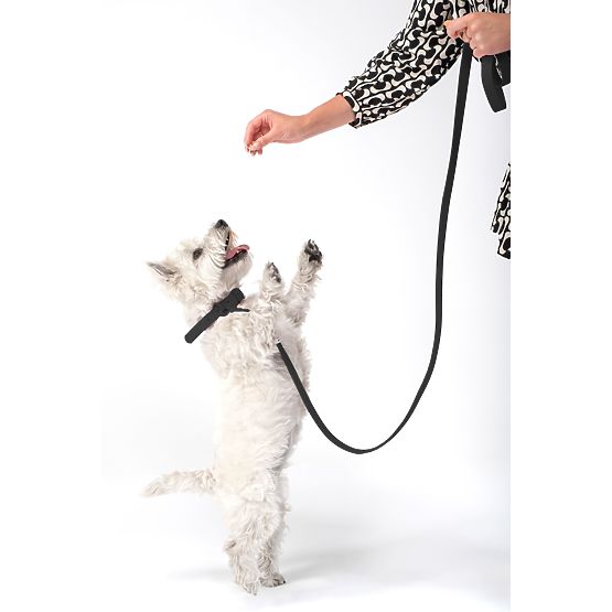 Dog Leash and Collar PJ-071 Black M
