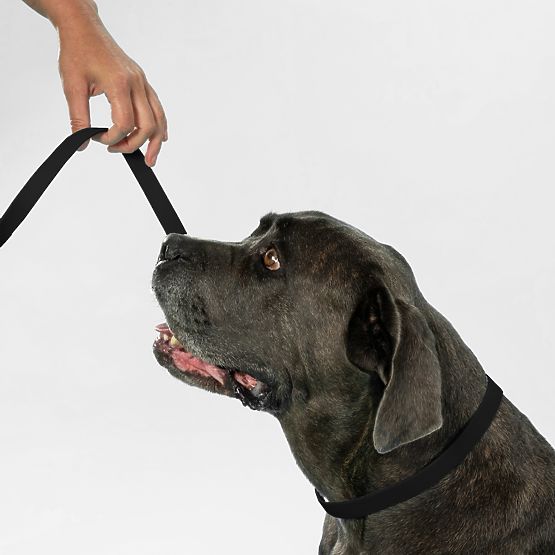 Dog Leash and Collar PJ-071 Black M