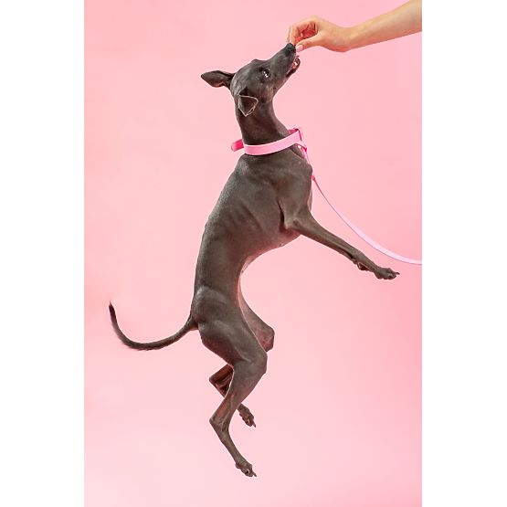 Dog Leash and Collar PJ-072 Pink M