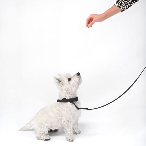 Dog Leash and Collar PJ-075 Black L