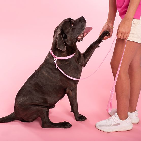 Dog Leash and Collar PJ-076 Pink L