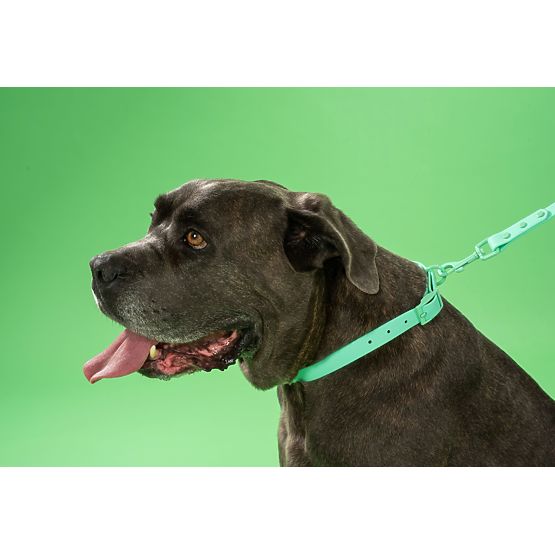 Dog Leash and Collar PJ-077 Green L