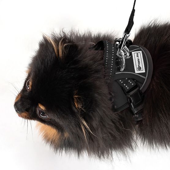 Dog Leash and Harness PJ-047 Black XS