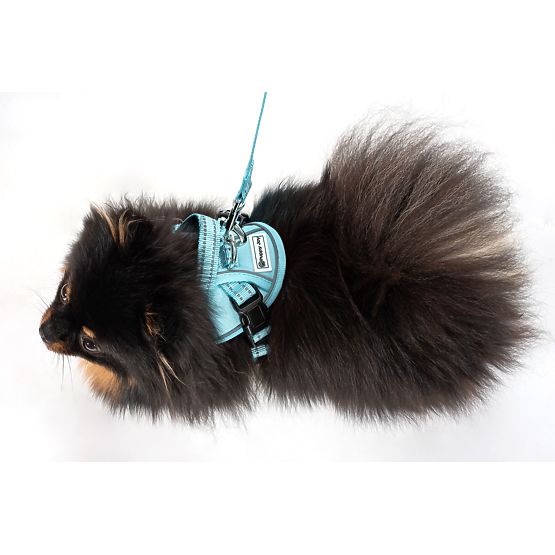 Dog Leash and Harness PJ-050 Blue XS