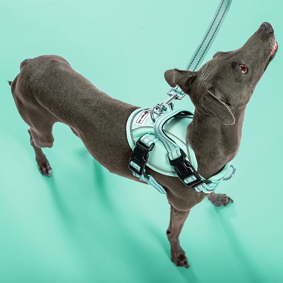 Dog Leash and Harness PJ-053 Green S