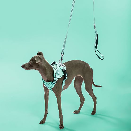 Dog Leash and Harness PJ-053 Green S