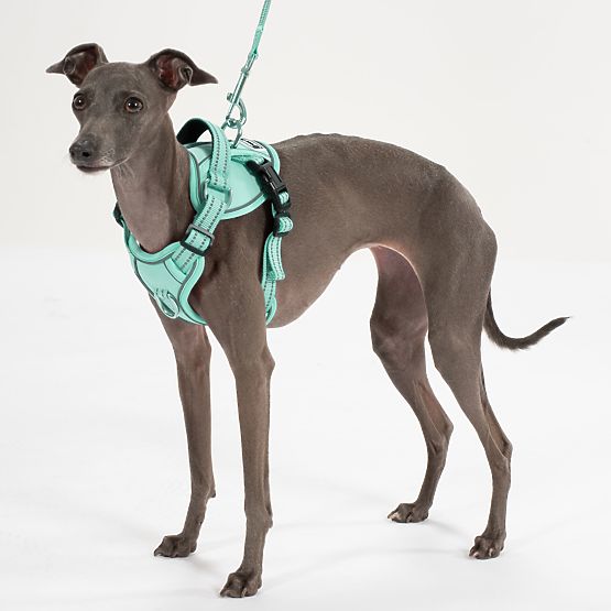 Dog Leash and Harness PJ-053 Green S