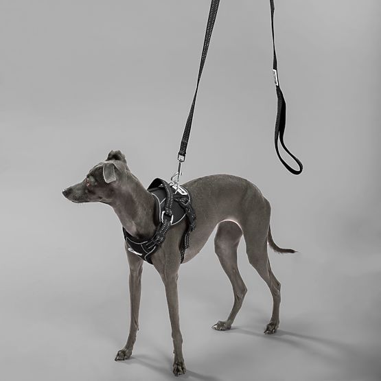 Dog Leash and Harness PJ-055 Black M