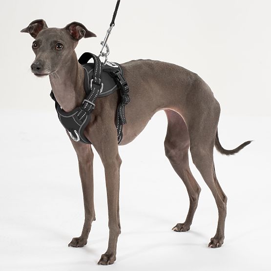 Dog Leash and Harness PJ-055 Black M