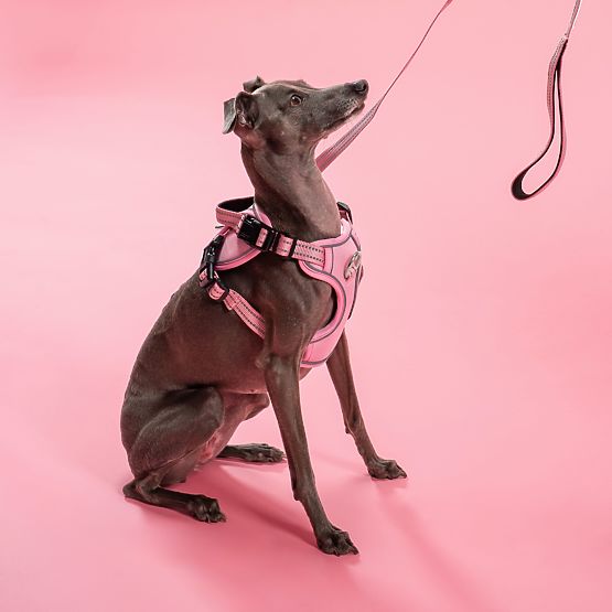 Dog Leash and Harness PJ-056 Pink M