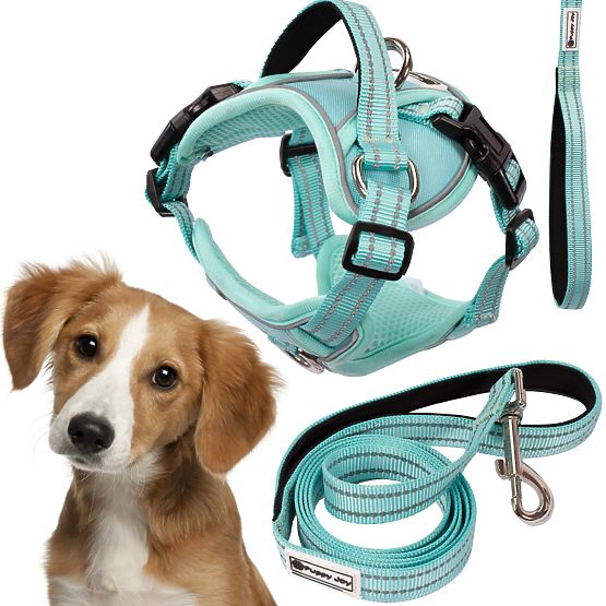 Dog Leash and Harness PJ-057 Green M