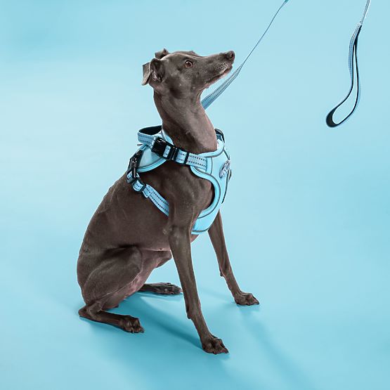 Dog Leash and Harness PJ-058 Blue M
