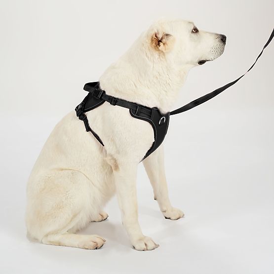 Dog Leash and Harness PJ-059 Black L