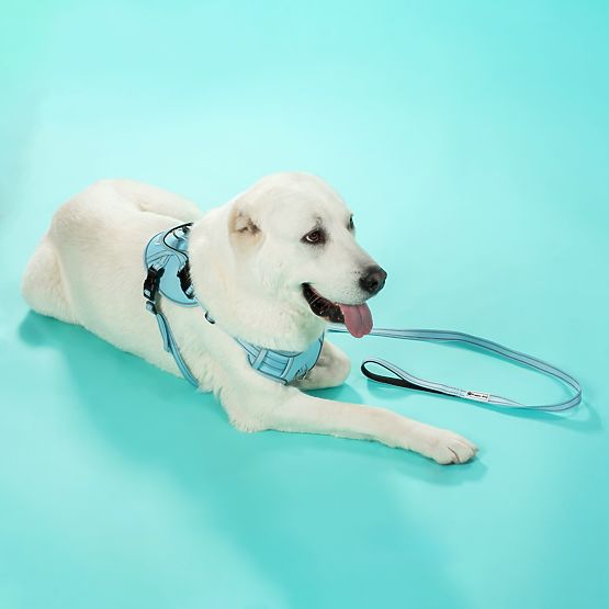 Dog Leash and Harness PJ-062 Blue L