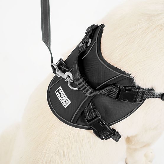 Dog Leash and Harness PJ-063 Black XL