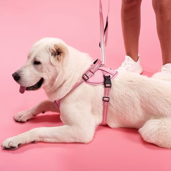 Dog Leash and Harness PJ-064 Pink XL