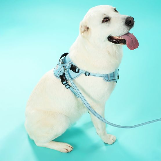 Dog Leash and Harness PJ-065 Green XL