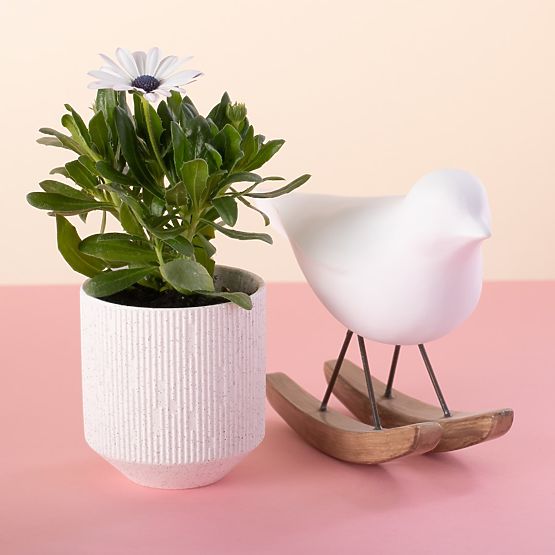 Flowerpot PASO color powder pink modern style for interior ameliahome
