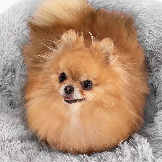 LIGHT GRAY PET BED PJ-013 M