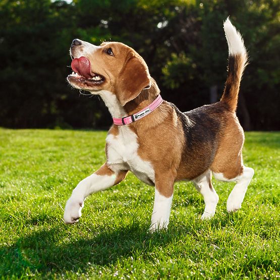 Reflective Dog Leash and Collar PJ-036 Pink