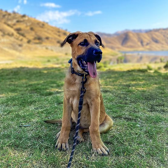 Reflective Dog Leash and Collar PJ-091 Black