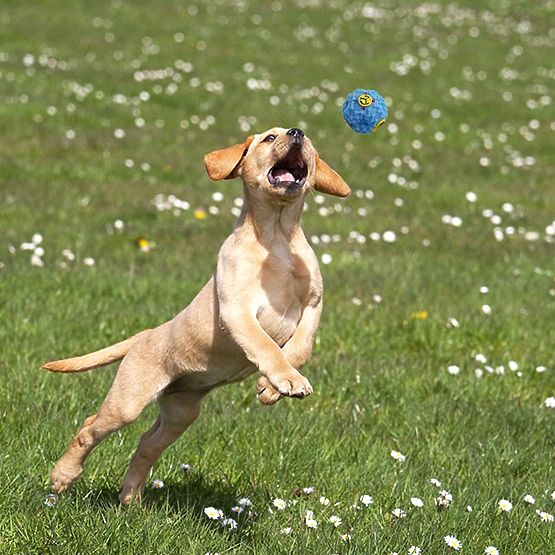 Set of 10 BALTO Dog Toys Tug Ropes