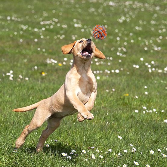 SPANKY Dog Tug Toy Set 5 Pieces