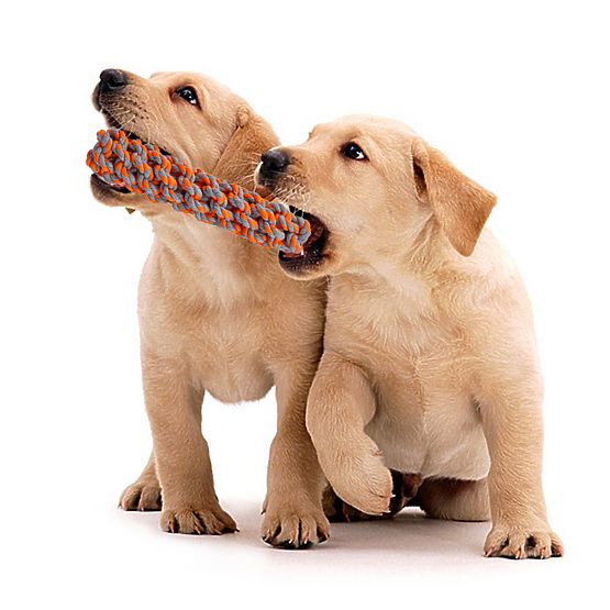 SPANKY Dog Tug Toy Set 5 Pieces