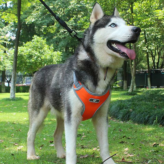 Training Dog Harness ASTRO Orange Size L