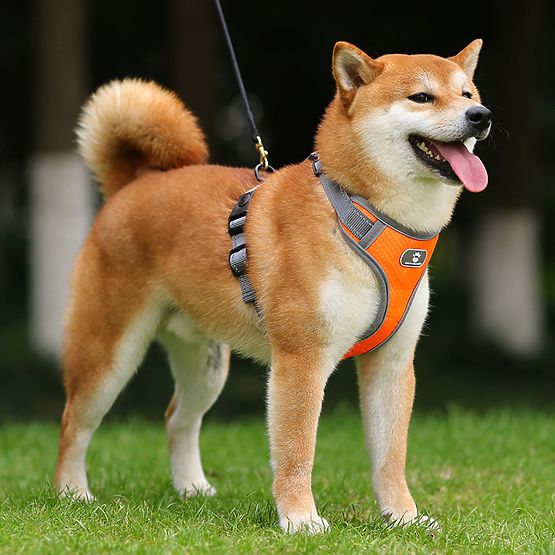 Training Dog Harness ASTRO Orange Size L