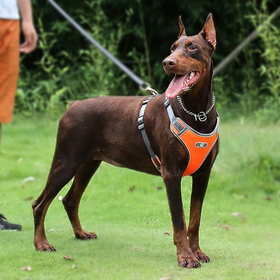 Training Dog Harness ASTRO Orange Size L