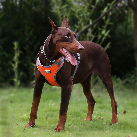 Training Dog Harness ASTRO Orange Size L