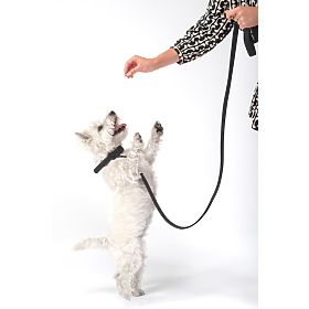 Dog Leash and Collar PJ-071 Black M