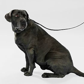 Dog Leash and Collar PJ-075 Black L