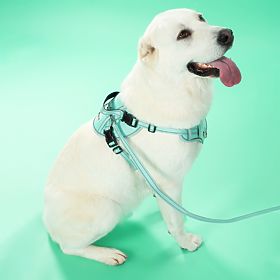 Dog Leash and Harness PJ-061 Green L, PuppyJoy
