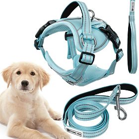Dog Leash and Harness PJ-062 Blue L