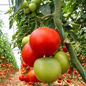Garden Foil Tunnel Greenhouse 4x2.5x2 m 10 m² Metal Frame UV Foil